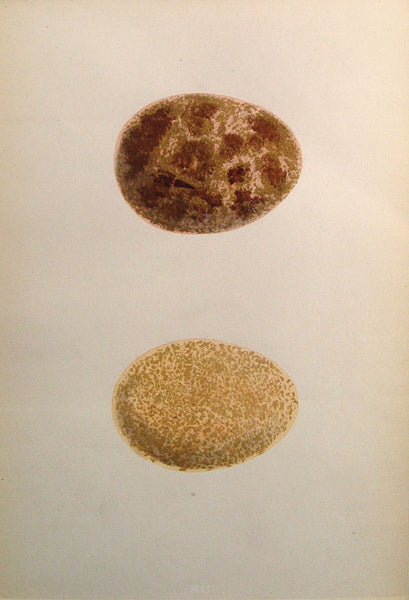 Brown Speckled Eggs, C. 1900 - Artifax antiques & design