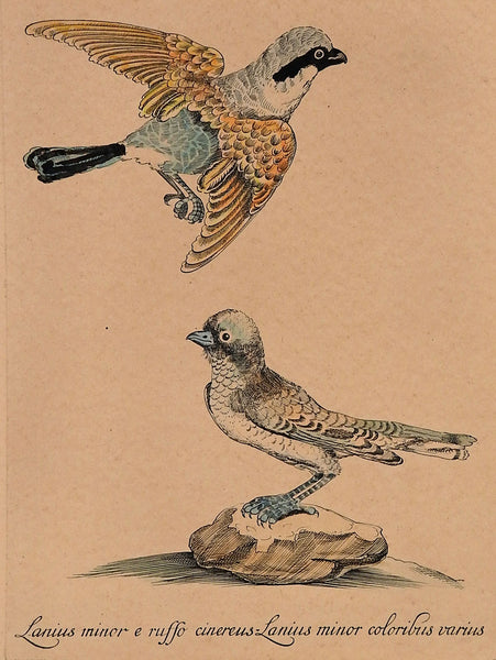 Shrike Hand-Colored Etching