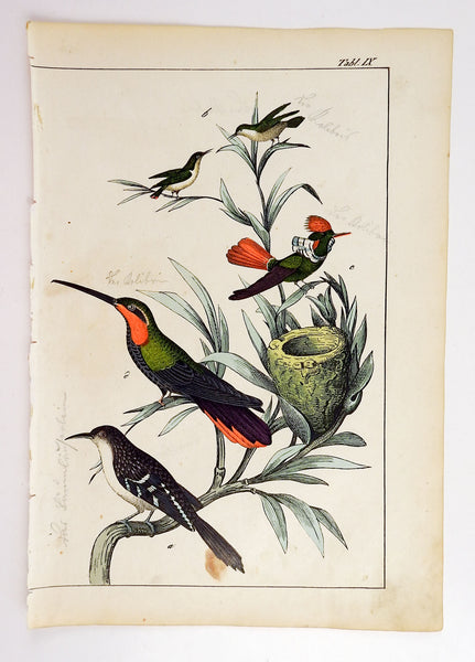 Hand Colored Hummingbird Woodcut Print