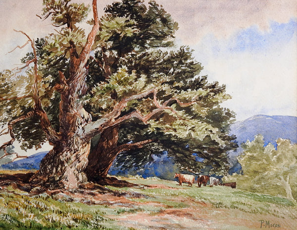Pastoral Oak & Cows Landscape Watercolor