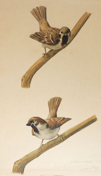 1908 Watercolor Bird Study Painting