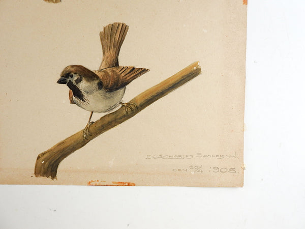 1908 Watercolor Bird Study Painting