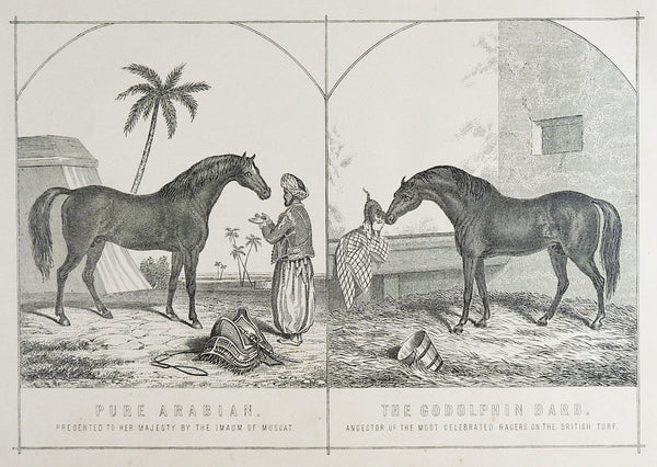 1894 Arabian Horse Godolphin Barb Engraving