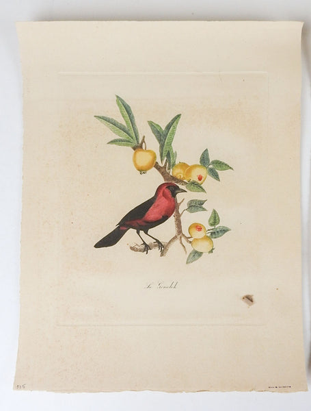 Vintage French Mid Century Bird and Fruit Prints - a Pair