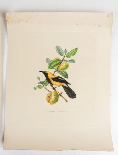 Vintage French Mid Century Bird and Fruit Prints - a Pair