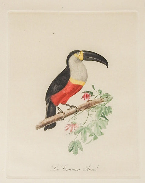 Vintage French Mid Century Toucan Bird Prints - a Pair