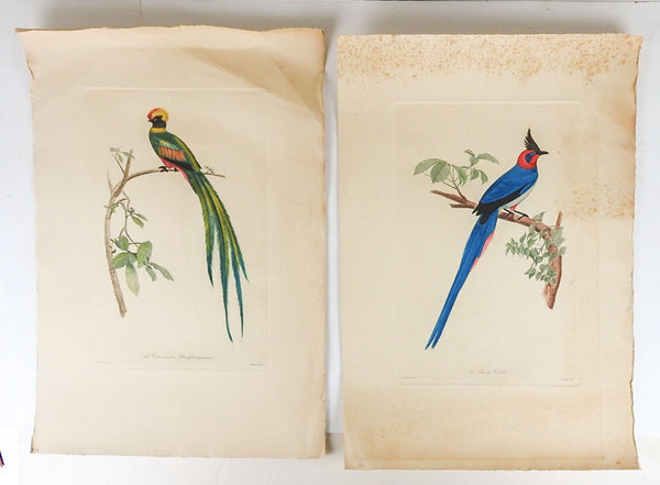 Vintage Early 20th Century French Exotic Bird Prints - a Pair