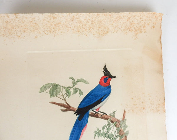 Vintage Early 20th Century French Exotic Bird Prints - a Pair