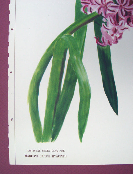 Hyacinth Lithograph