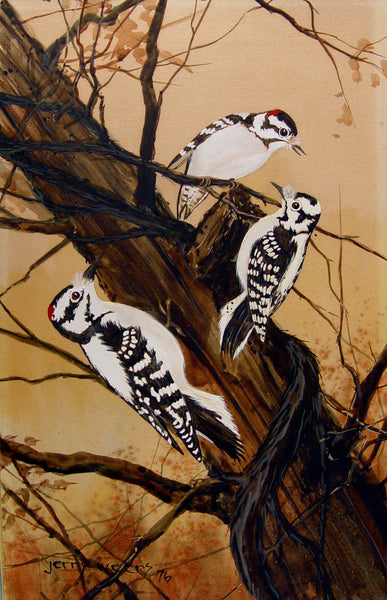 Downey Woodpeckers by Jerry Weers