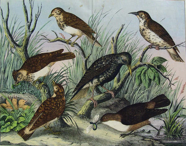 Antique Hand Colored Lithograph Group of Birds Circa 1890s - Artifax antiques & design
