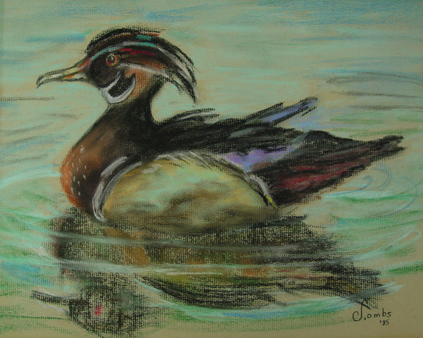 Wood Duck Pastel on Paper