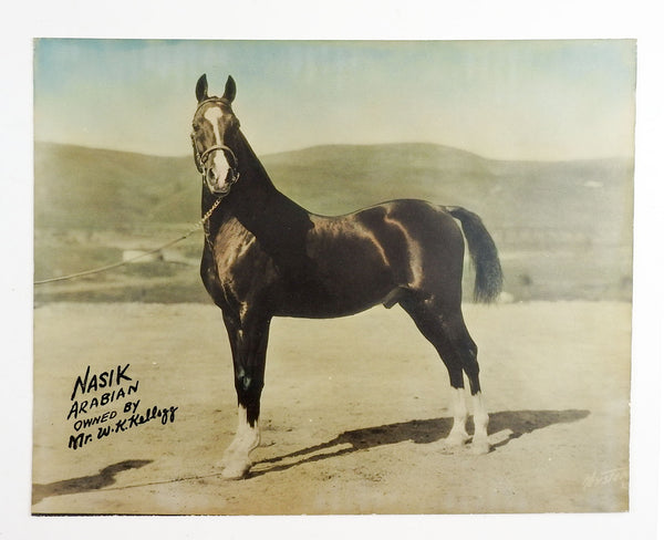 Nasik W. K. Kellogg Arabian Stallion Photograph