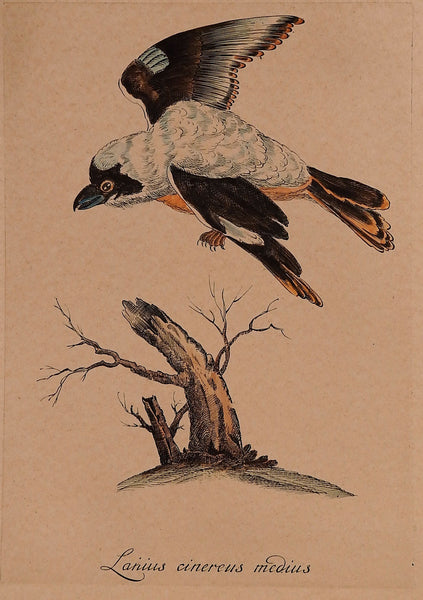 Gray Shrike Hand-Colored Etching
