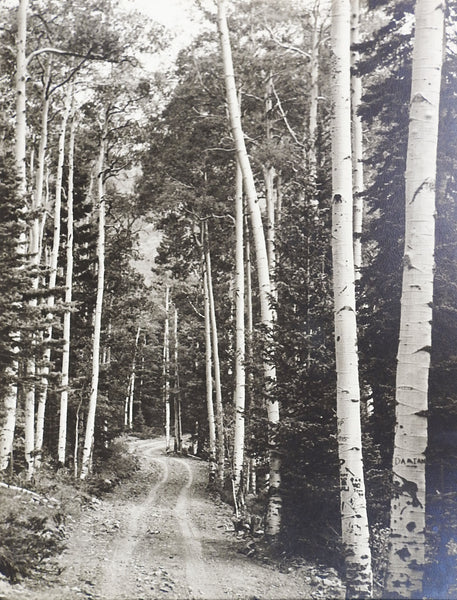 1950's Photograph Of Twining Canyon Aspens