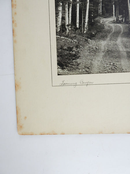 1950's Photograph Of Twining Canyon Aspens