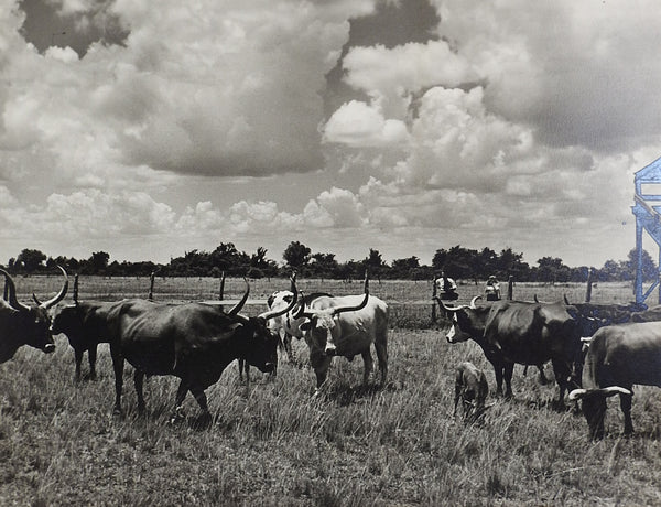 1950's Photograph Of Longhorn Cattle