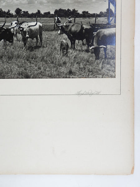 1950's Photograph Of Longhorn Cattle