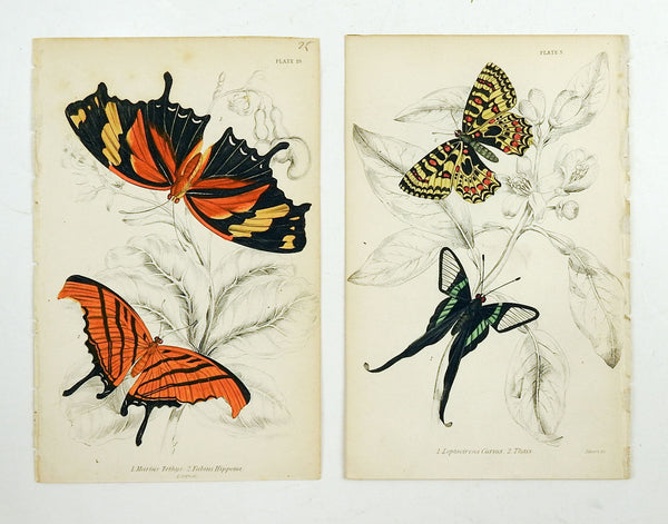 Butterfly Engraving by William Lizars - A Pair