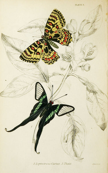 Butterfly Engraving by William Lizars - A Pair