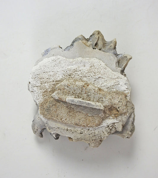 Antique Plaster Architectural Fragment