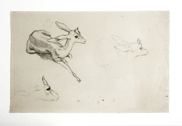 Gazelle Vintage Pencil Study Drawing By George Baer