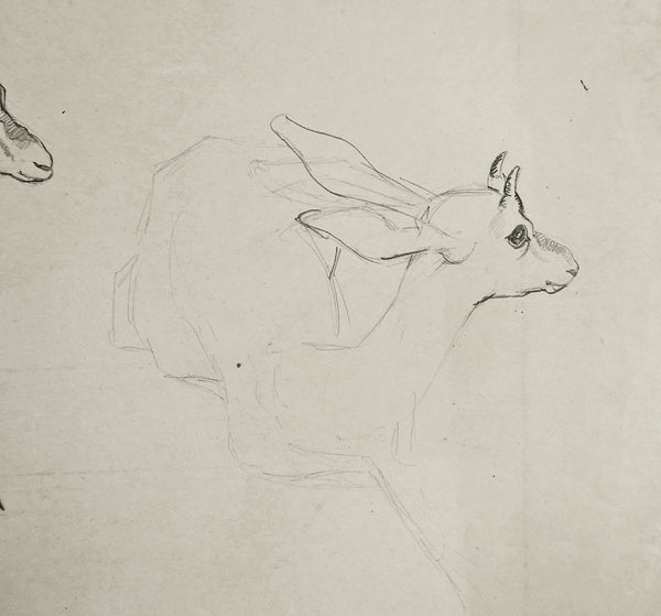 Gazelle Vintage Pencil Study Drawing By George Baer