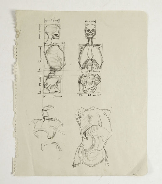 Anatomy Skeleton Study Drawing