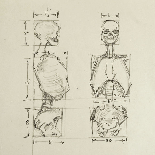 Anatomy Skeleton Study Drawing