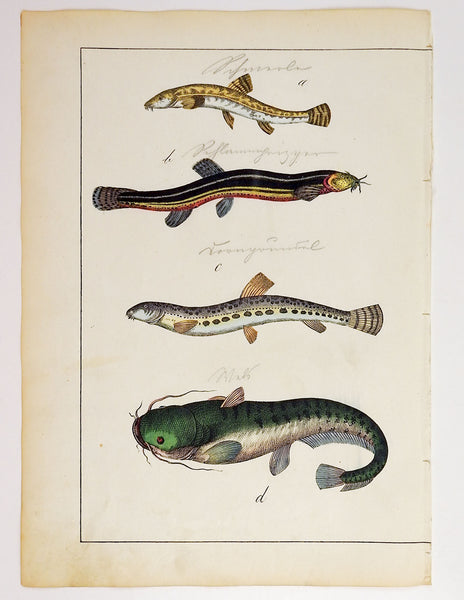 Hand Colored Eels & Fish Woodcut Print
