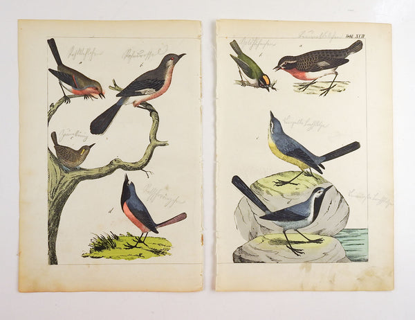 Hand Colored Song Birds Woodcut Prints - A Pair