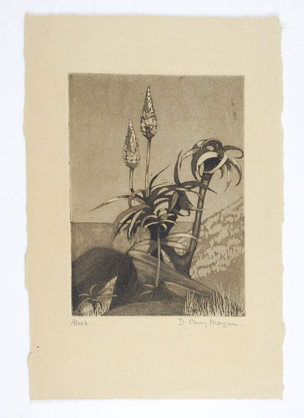 Desert Aloes Etching
