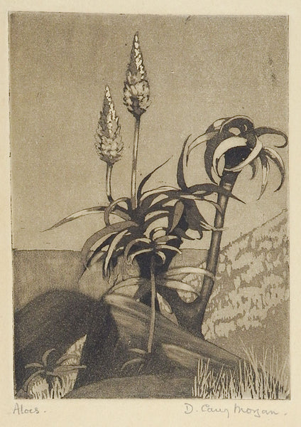 Desert Aloes Etching