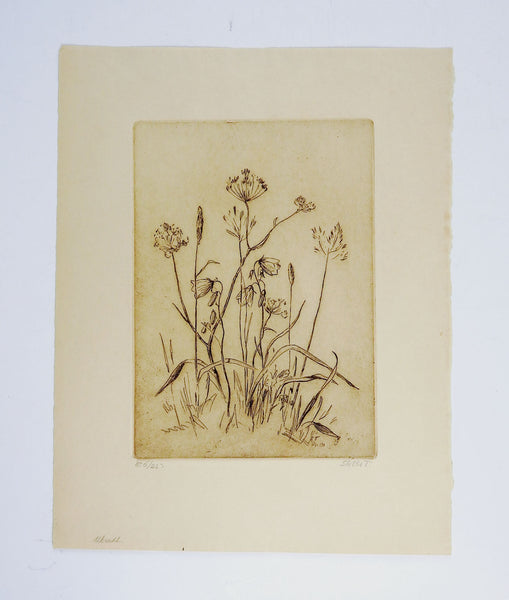 Wildflowers Botanical Etching Print