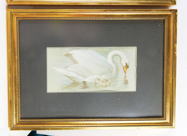 Antique 1914 Swan Lithographs a Pair