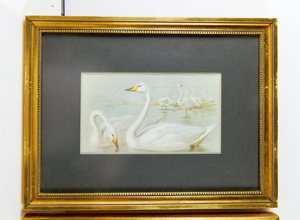 Antique 1914 Swan Lithographs a Pair