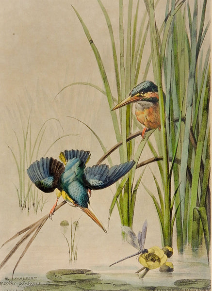 1880's Kingfisher Lithograph Print
