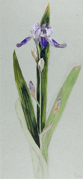 Iris Watercolor Painting Circa 1920
