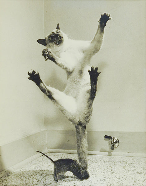 Surprised Siamese  Cat Photograph