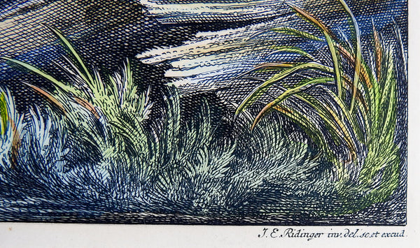 Birds In The Forest Etching By Ridinger