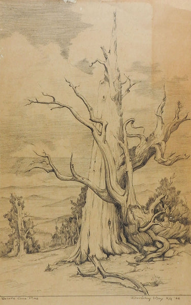 Bristle Cone Pine Drawing by Dorothy Hay