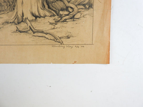Bristle Cone Pine Drawing by Dorothy Hay
