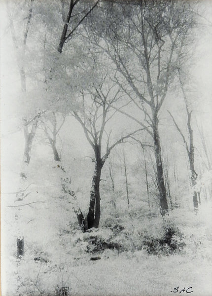 Trees Silver Gelatin Photograph