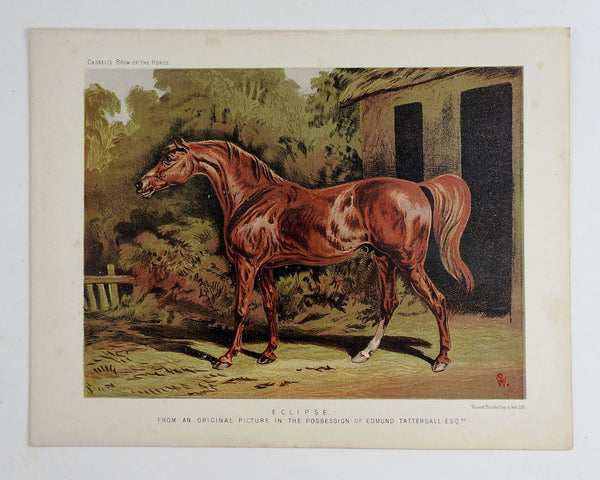 1873 Equine Chromolithograph