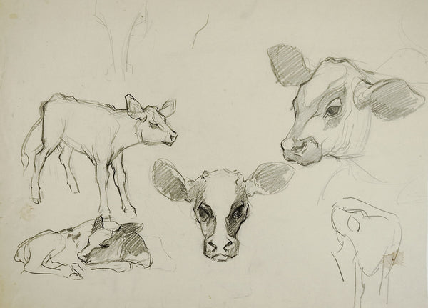 Pencil Study Of Calves Drawing