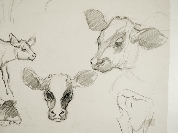 Pencil Study Of Calves Drawing