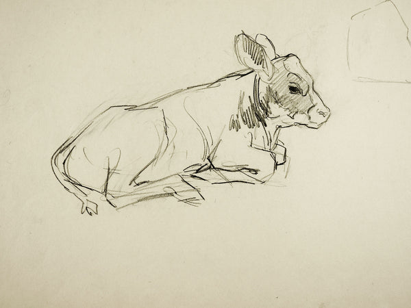 Pencil Study of Calf Drawing