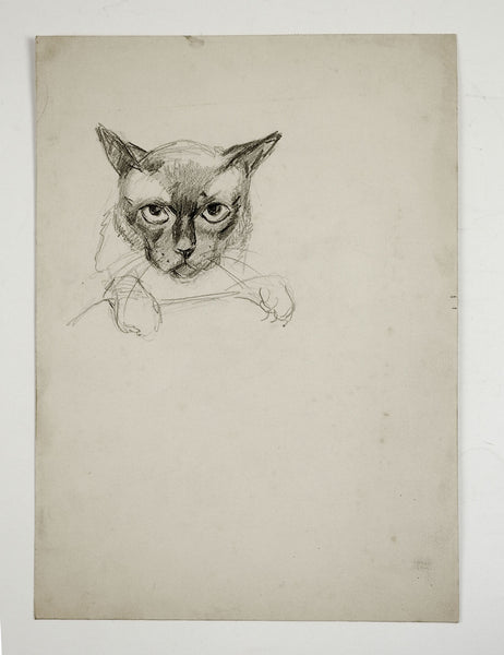 Pencil Study of Cat Drawing
