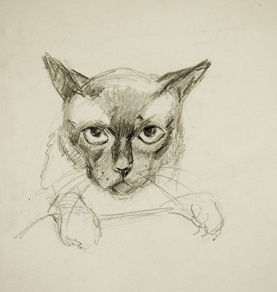 Pencil Study of Cat Drawing