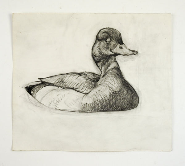 Mallard Duck Pencil Study Drawing